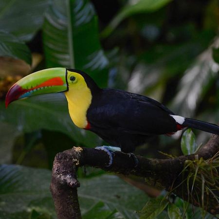 Veragua Rainforest Puerto Limon Dış mekan fotoğraf
