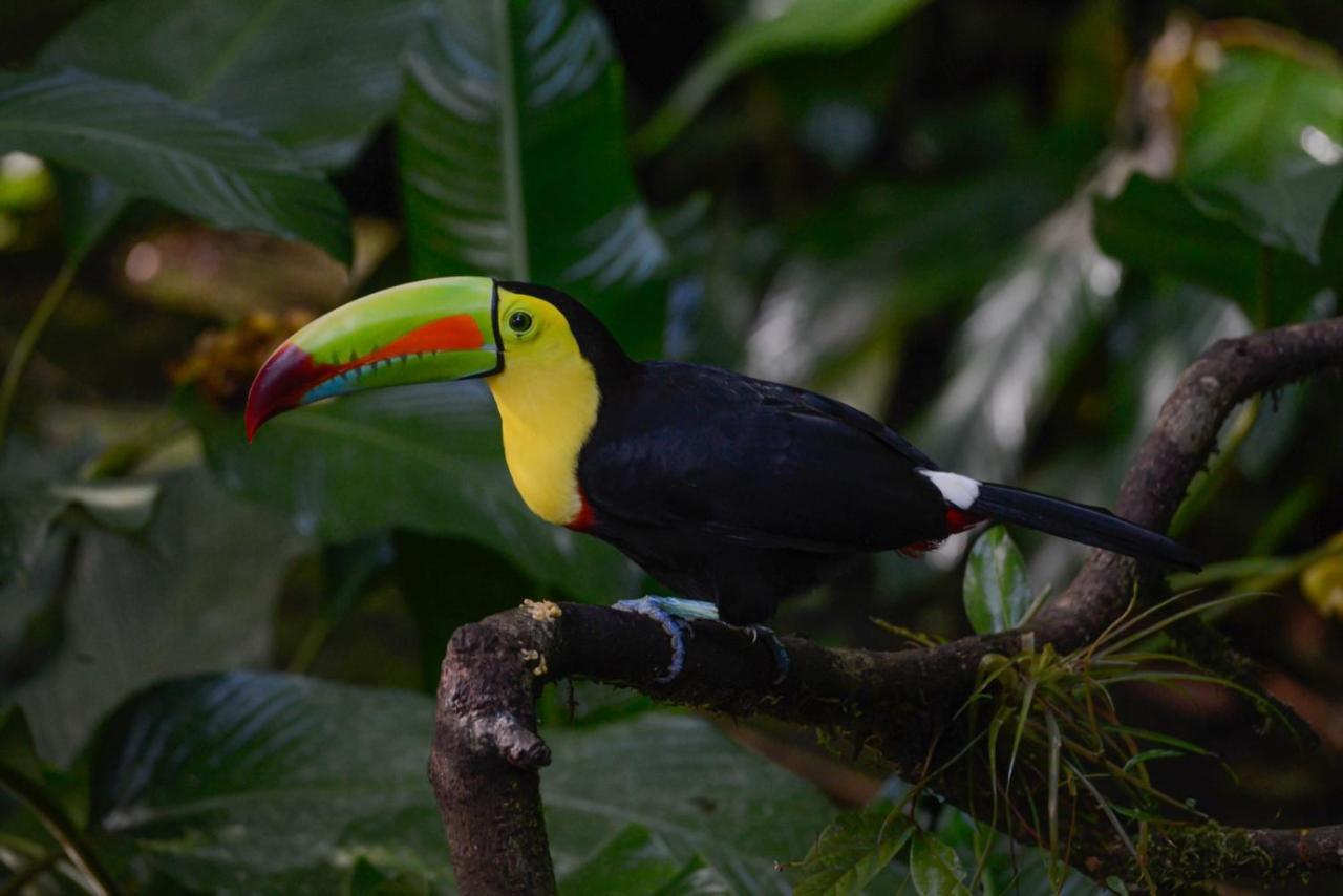 Veragua Rainforest Puerto Limon Dış mekan fotoğraf